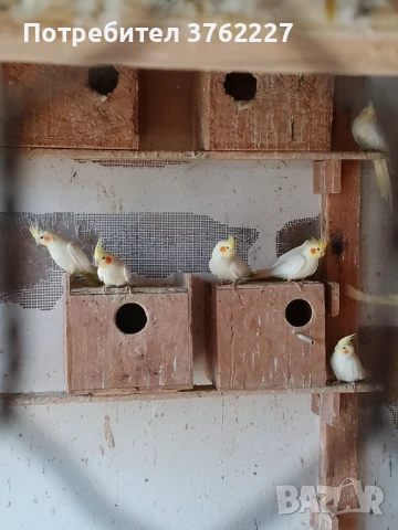 Продавам папагали, снимка 2 - Папагали - 50610860