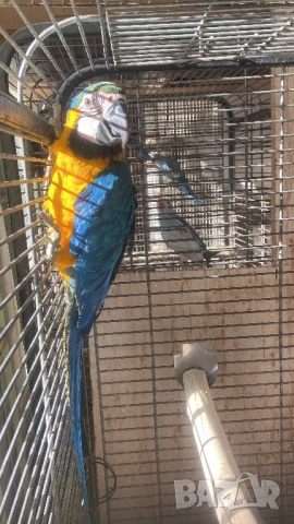 Ръчно хранена синьо жълта женска Ара