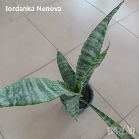 Сансевиера, снимка 2 - Стайни растения - 37443586