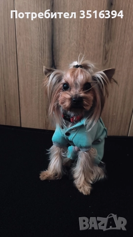 Дрехи за малки кучета