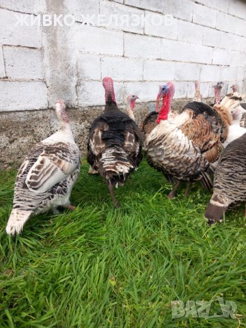 ПРОДАВАМ  МЛАДИ ПУЙКИ НА 12   МЕСЕЦА, снимка 11 - Кокошки и пуйки - 37145883