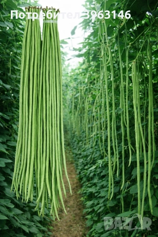 Семена за Стотинки, снимка 16 - Сортови семена и луковици - 52838410