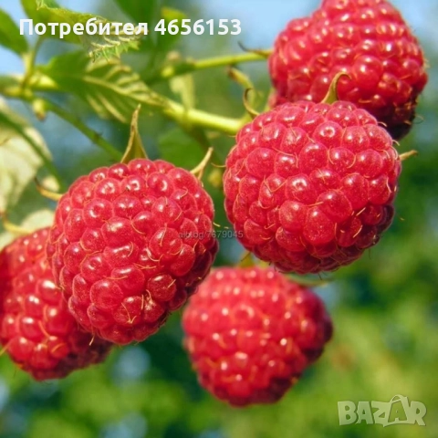 КОРЕНИ МАЛИНИ сорт Люлин и Херитидж