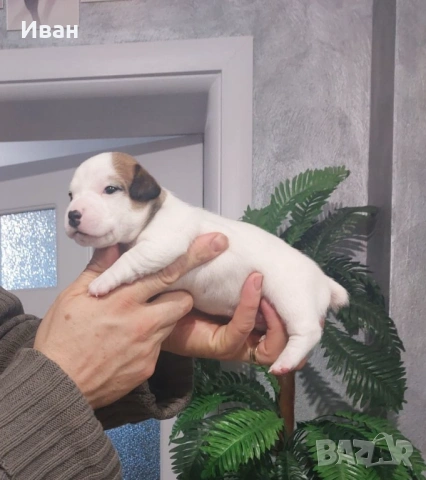 Джак Ръсел териер