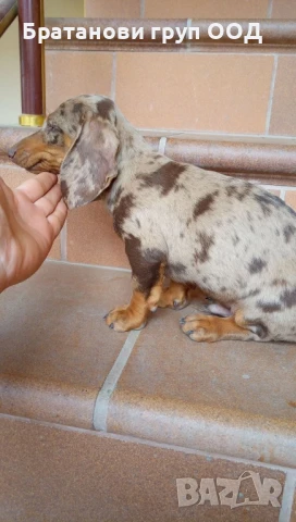 Дакел Шоко мерле, снимка 5 - Дакели - 50862299