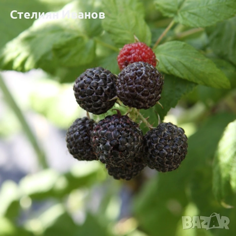 Черна малина (Black Jewel)