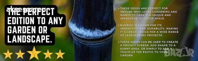 100 бр. висококачествени семена от черен бамбук - Phyllostachys nigra - Hardy Rare Privacy редки бам, снимка 4 - Сортови семена и луковици - 47663974