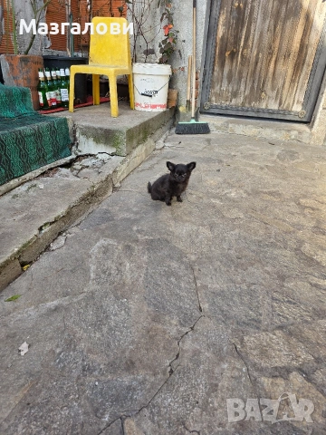 Продавам чихоа