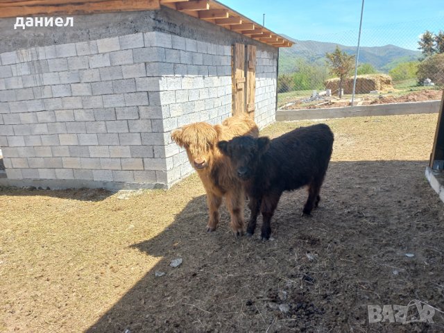 шотландски високопланински крави- хайланд телета, снимка 1 - Други - 39671819