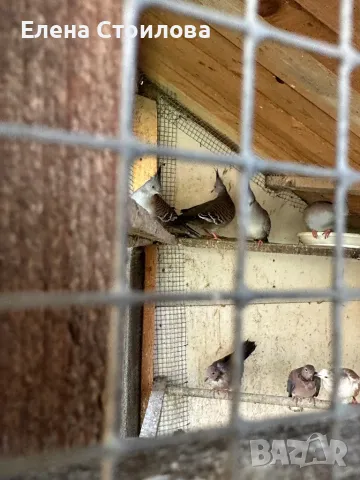 Различни видове гугутки, гр.Пещера, снимка 4 - Гълъби - 50148737