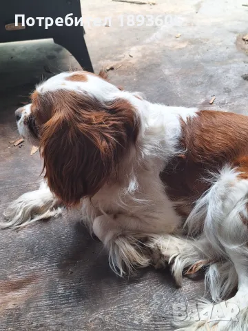 Кавалер Кинг Чарлз шпаньол, снимка 13 - Кавалер кинг чарлз шпаньол - 50016007