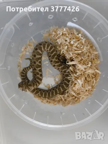 Свиненоса Змия