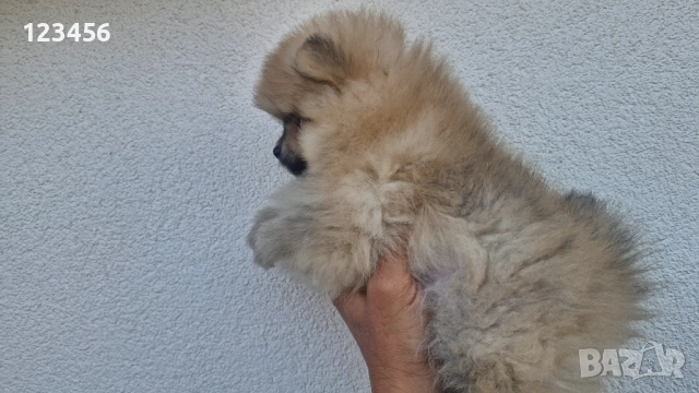 Померанчета, снимка 5 - Померан - 52770127