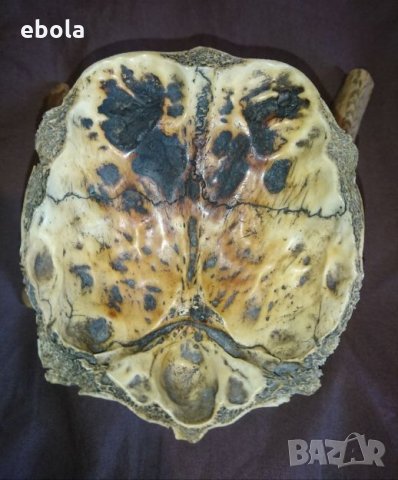 Северен елен, снимка 10 - Ловно оръжие - 28423687