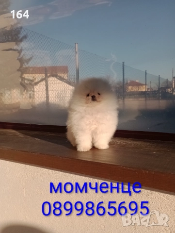 Бял мъжки Померан. Клип и Реални снимки от 12.12.25 год. , снимка 2 - Померан - 52748894