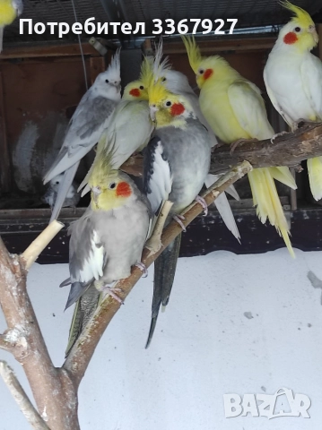 Чифт Корели и 2 женски , снимка 6 - Папагали - 52868198