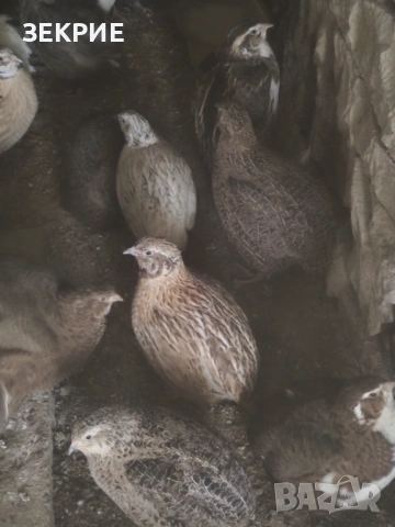 Продавам Оплодени Домашни   Яйца  от Пъдпъдъци , снимка 6 - Други - 46928739