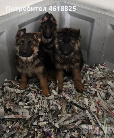 Немски овчарки Топ, снимка 10 - Немска овчарка - 53389024