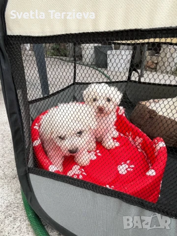 Болонки , снимка 6 - Болонка - 50991038