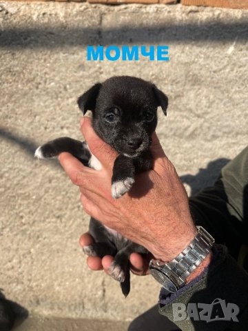 Мини чихупинчери чихуахуа пинчер, снимка 5 - Чихуахуа - 52791401