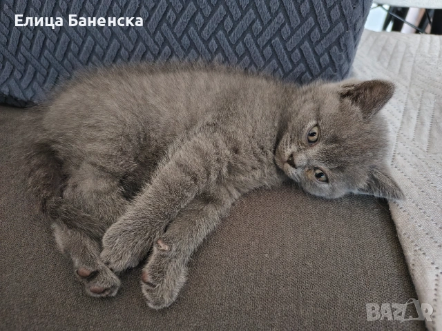 Британски котенца, снимка 5 - Други - 53570127