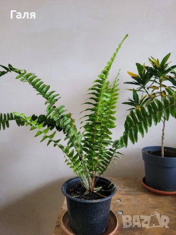 Папрат , снимка 4 - Стайни растения - 52017353