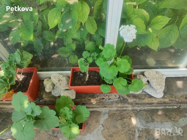 Мушкати, добре развити, снимка 2 - Стайни растения - 50809676