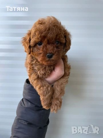 Пуделчета Той, снимка 2 - Пудели - 52364468