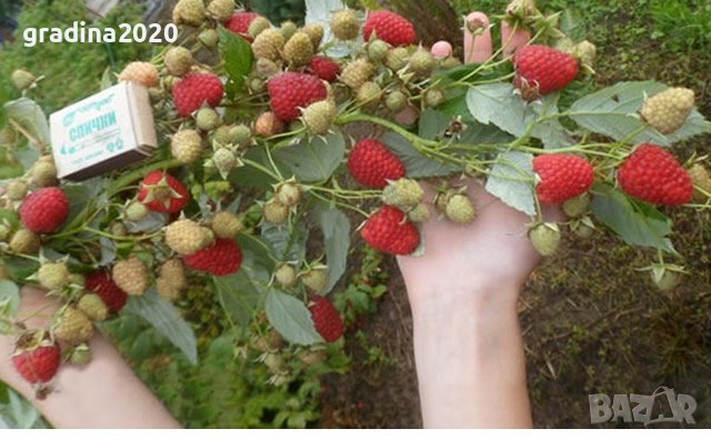 Налични 12 сорта малини, снимка 4 - Разсади - 43062694