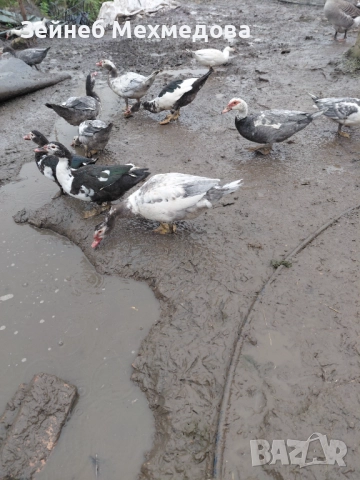 Неми патици, снимка 9 - Патици и гъски - 52582988