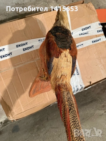 Продавам препариран фазан, снимка 2 - Други ценни предмети - 53608869