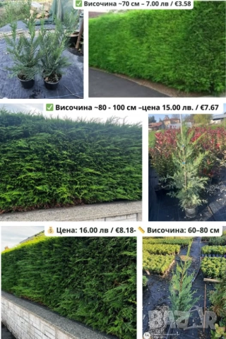 Лейландски кипарис