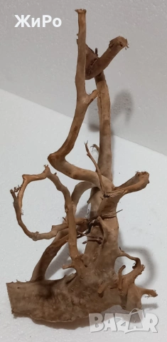 Корен от Азалия /декорация/ 30, снимка 3 - Други - 48966369