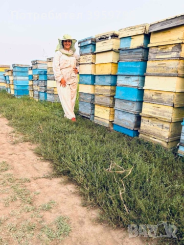 Пчелни отводки (Малки пчелни семейства), снимка 2 - За пчели - 53419864