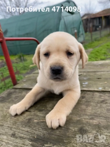 Бебета Лабрадори 