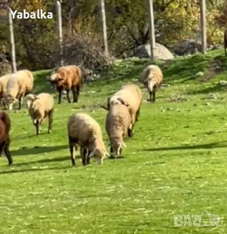 Продавам стадо овце порода цигай, снимка 2 - Овце - 52577368