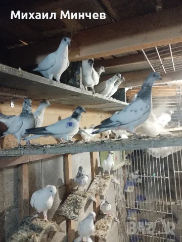 Продавам Унгарски високолетачи (Бързаци)., снимка 5 - Гълъби - 45586136