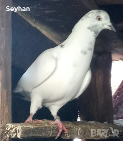 Гълъби , снимка 2 - Гълъби - 53043313
