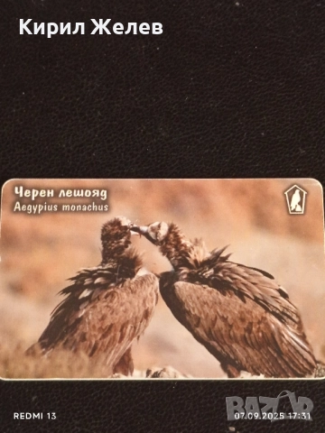 Три фонокарти тема ЖИВОТНИ ЧЕРЕН ЛЕШОЯД,КАФЯВА МЕЧКА за КОЛЕКЦИЯ 12011, снимка 9 - Колекции - 51634380