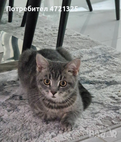 Британско таби. , снимка 11 - Британска късокосместа - 53250363