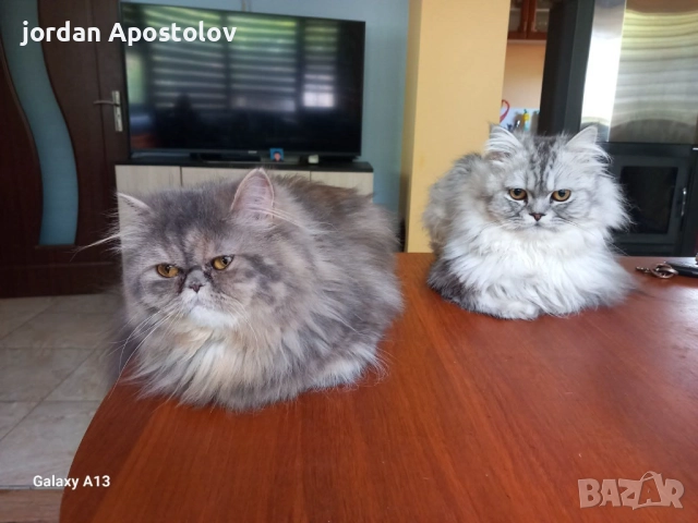 Малки,сладки и гушливи ангелчета търсят своя нов обичан дом!, снимка 2 - Персийска - 52999813