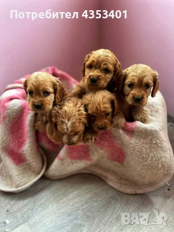 продават се, снимка 7 - Кокер шпаньол - 53135236