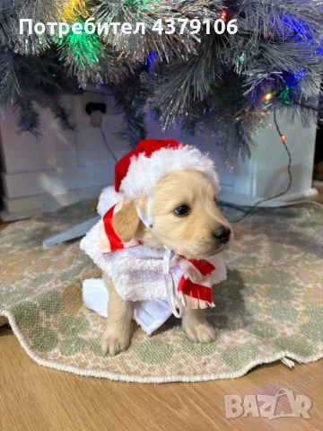 Голдън ретривър момченце родословна майка