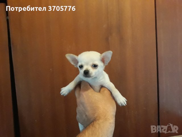 Чихуахуа и чихупинчери, снимка 4 - Чихуахуа - 40470914