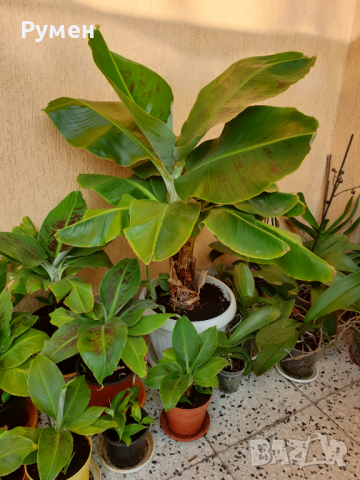 Продавам бананови палми различни размери