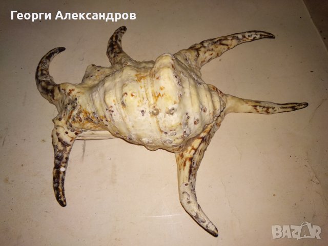 ОГРОМЕН ТРОПИЧЕСКИ РАПАН от ИНДИЙСКИЯ ОКЕАН За КОЛЕКЦИЯ ДЕКОРАЦИЯ, снимка 3 - Колекции - 39855173