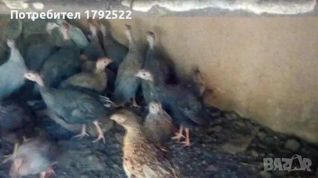 Продавам токачки , снимка 1