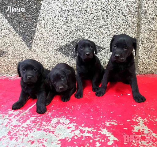 продавам лабрадори , снимка 7 - Лабрадор ретривър - 52679730