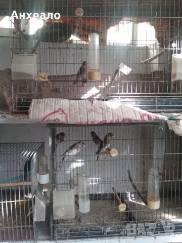 Продавам певчески канари, снимка 13 - Канари - 26796085