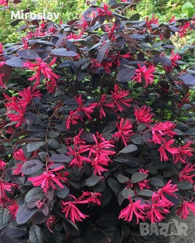 Лоропеталум, снимка 5 - Градински цветя и растения - 50936417